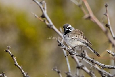  Black-throated Sparrow _7MK8891.jpg