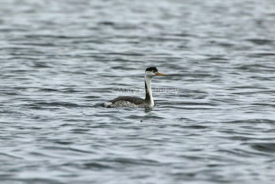 CLARK'S GREBE (Aechmophorus clarkii)