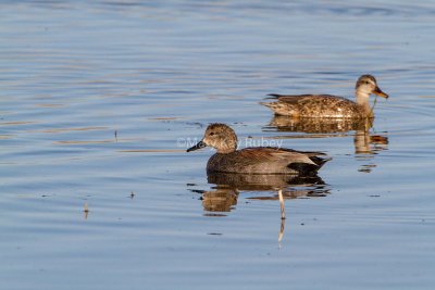 Gadwall pair _7MK7641.jpg