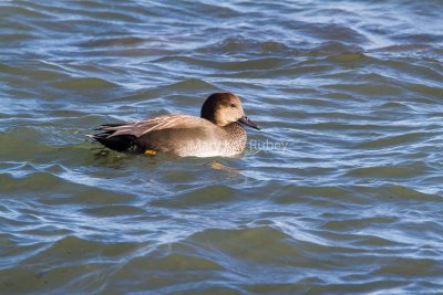 Gadwall male _MG_3907.jpg