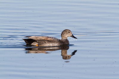 Gadwall male _7MK7605.jpg