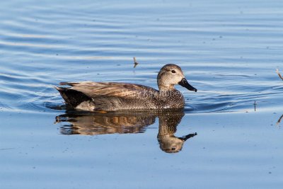 Gadwall male _7MK7608.jpg