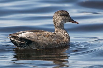 Gadwall 58FB0349.jpg