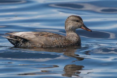 Gadwall 58FB0351.jpg