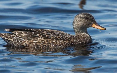 Gadwall female nonbreeeding 58FB0329.jpg