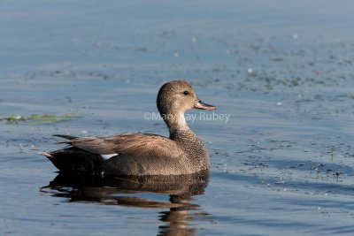 Gadwall male _11R2380.jpg