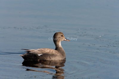 Gadwall male _11R2383.jpg