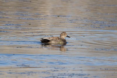 Gadwall male _7MK7583.jpg