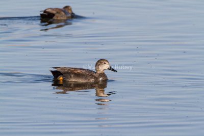 Gadwall male _7MK7597.jpg