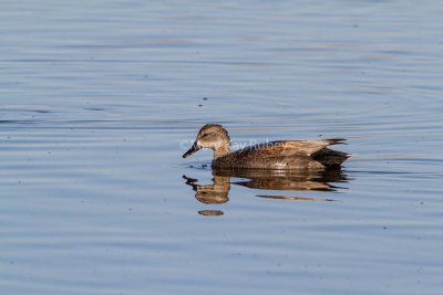 Gadwall male _7MK7626.jpg