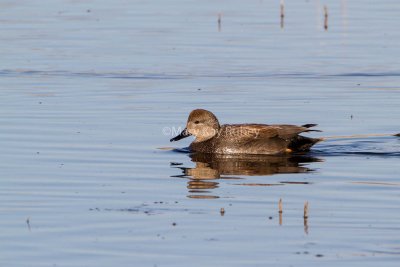 Gadwall male _7MK7633.jpg