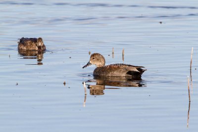 Gadwall male _7MK7638.jpg