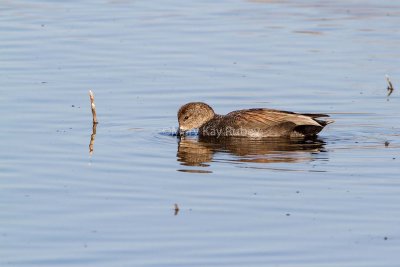 Gadwall male _7MK7644.jpg