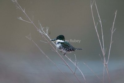 Green Kingfisher D4EC0059.jpg