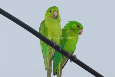 Green Parakeet 58FB6092.jpg