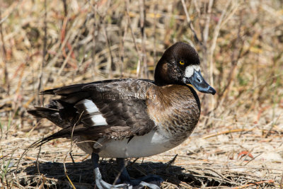 Greater Scaup female _2MK1679.jpg