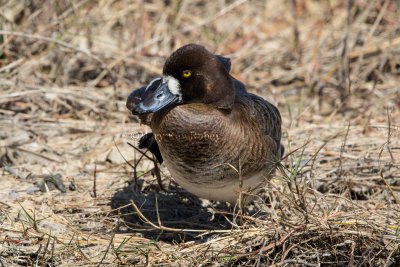 Greater Scaup female _2MK1645.jpg