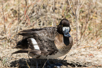 Greater Scaup female _2MK1677.jpg