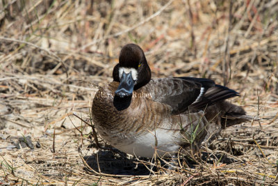 Greater Scaup female _2MK1691.jpg