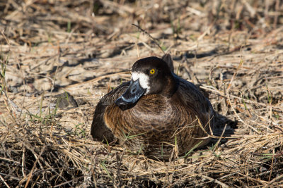 Greater Scaup female _2MK1906.jpg