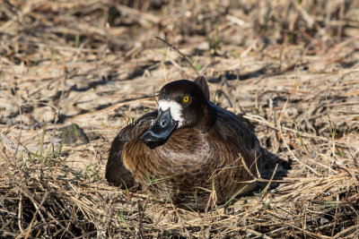 Greater Scaup female _2MK1911.jpg