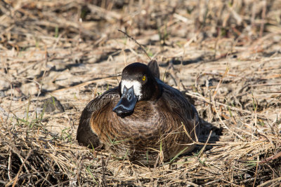 Greater Scaup female _2MK1920.jpg