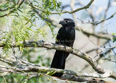 Groove-billed Ani D4EC9689.jpg