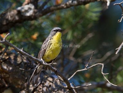 Kirtland's Warbler _MG_3391.jpg