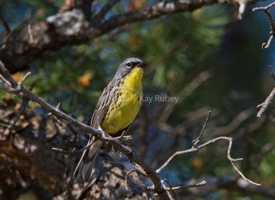 Kirtland's Warbler _MG_3392.jpg