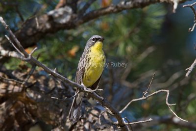 Kirtland's Warbler _MG_3395.jpg