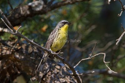 Kirtland's Warbler _MG_3396.jpg