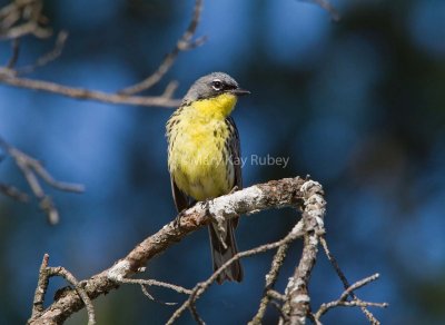 Kirtland's Warbler _MG_3416.jpg