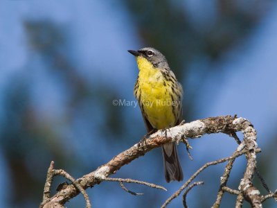 Kirtland's Warbler _MG_3431.jpg