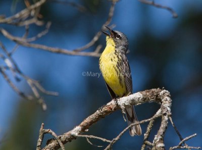 Kirtland's Warbler _MG_3413.jpg