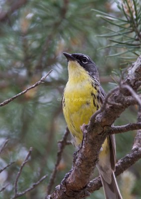 Kirtland's Warbler _MG_3276.jpg