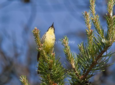 Kirtland's Warbler _MG_3461.jpg