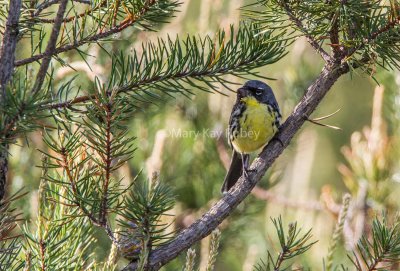 Kirtland's Warbler w food _7MK1395.jpg