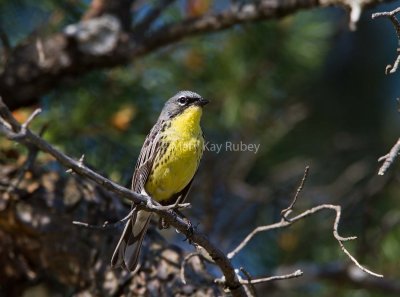 Kirtland's Warbler _MG_3385.jpg