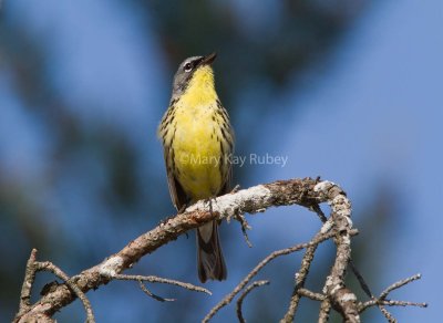 Kirtland's Warbler _MG_3425.jpg