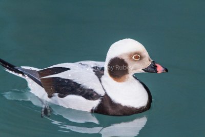 Long-tailed Duck _MG_3835.jpg