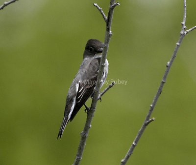 OLIVE-SIDED FLYCATCHER (Contopus Cooperi)
