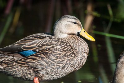 Mottled Duck D4EC4852.jpg