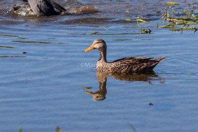 MOTTLED DUCKS (Anas fulvigula)