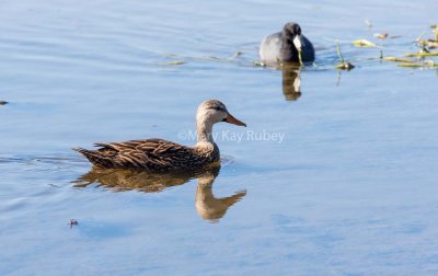 Mottled Duck _5MK1670.jpg