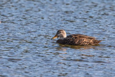 Mottled Duck _MK25048.jpg