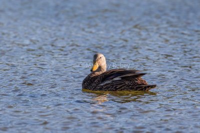 Mottled Duck _MK25053.jpg