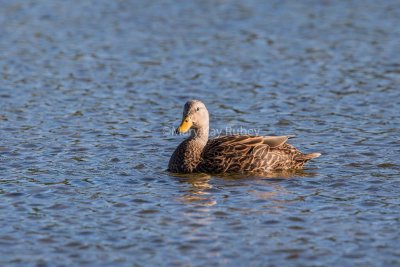 Mottled Duck _MK25054.jpg