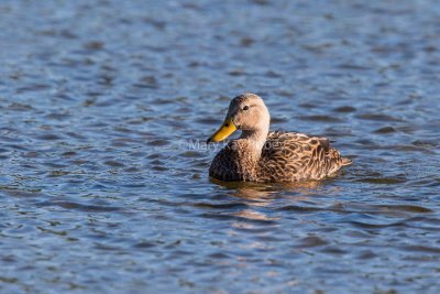 Mottled Duck _MK25058.jpg