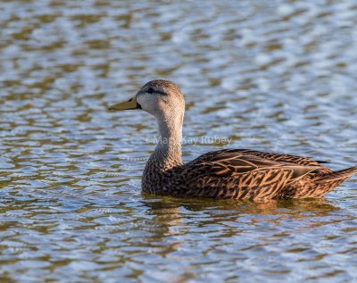 Mottled Duck male possible hybrid _MK25014.jpg