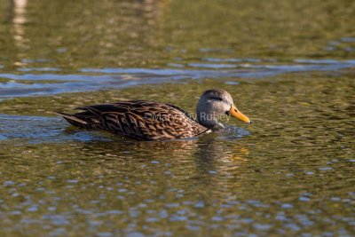 Mottled Duck male possible hybrid _MK25036.jpg